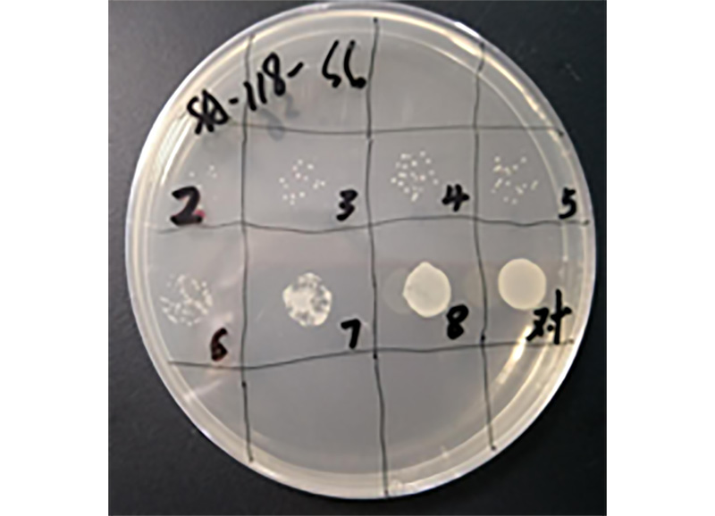 研发立异，我们一直在路上||一株高裂解率噬菌体沙门氏菌噬菌体的疏散及其应用